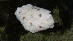 Diaulula variolata