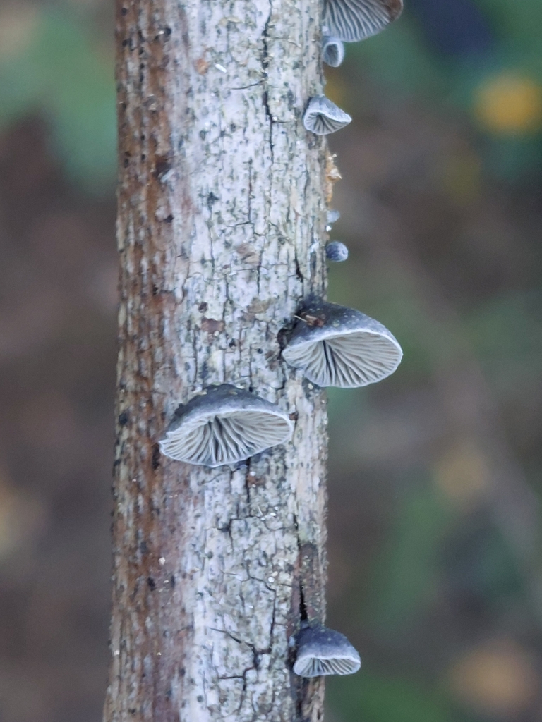 Resupinatus applicatus · December 2025 · photo: © tkoffel (iNaturalist, cc-by)