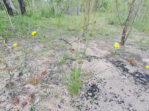 Hawai'i yelloweyed grass (Xyris complanata)