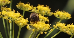 Compsotata elegantissima