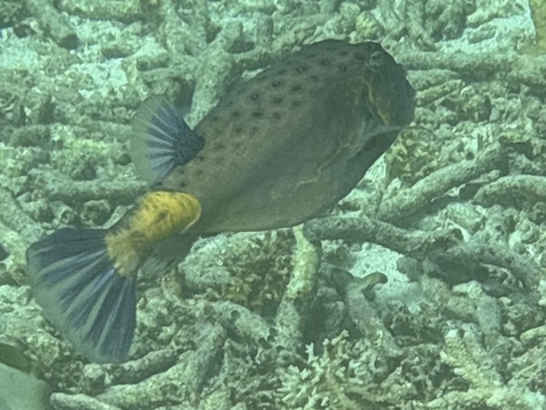Ostracion cubicum