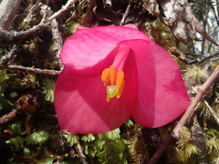 Philesia magellanica