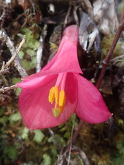 Philesia magellanica