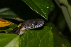 Pareas margaritophorus