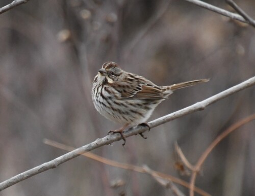 Song Sparrow