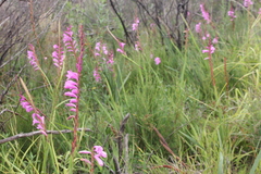 Watsonia pulchra