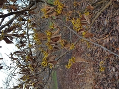 Hamamelis mollis