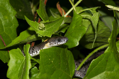 Pareas margaritophorus