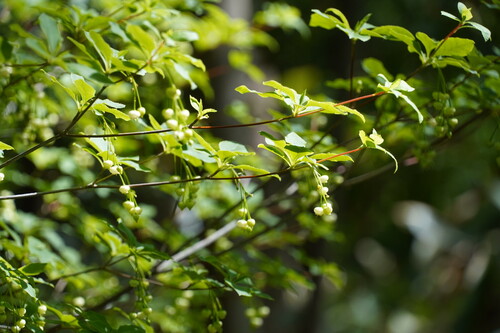 Enkianthus subsessilis iNat (1)