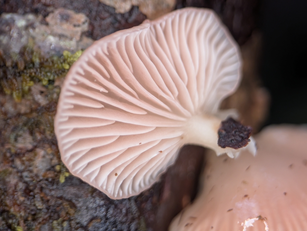 Scytinotus longinquus · December 2025 · photo: © moemeikle (iNaturalist, cc-by)