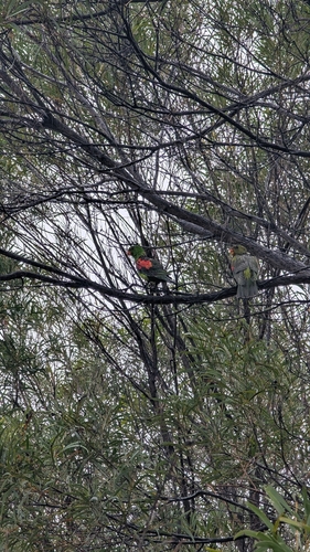 Red-winged Parrot