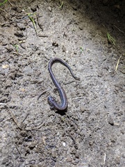 Batrachoseps attenuatus