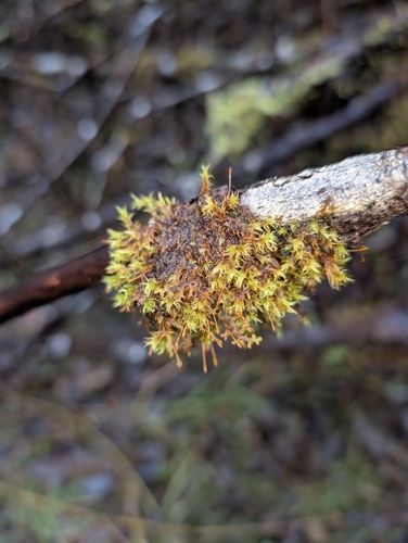 Twisted Ulota Moss (Ulota obtusiuscula)