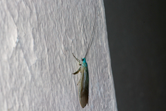 Polymorphanisus astictus