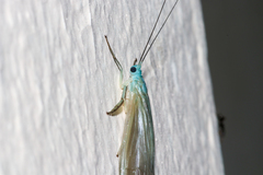 Polymorphanisus astictus