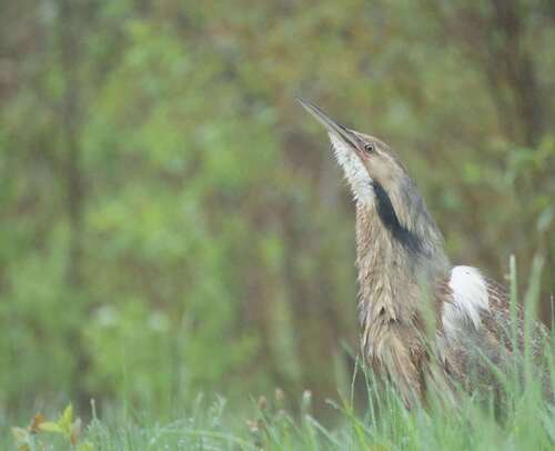 Avetoro lentiginoso (Botaurus lentiginosus)