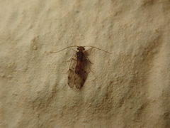 Ectopsocus briggsi