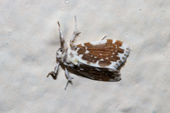 Pseudoadites frigida