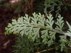 Hymenophyllum caudiculatum