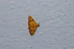Isocentris filalis