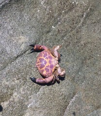 Paraxanthus barbiger