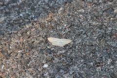 Acropteris ciniferaria