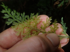 Hymenophyllum caudiculatum