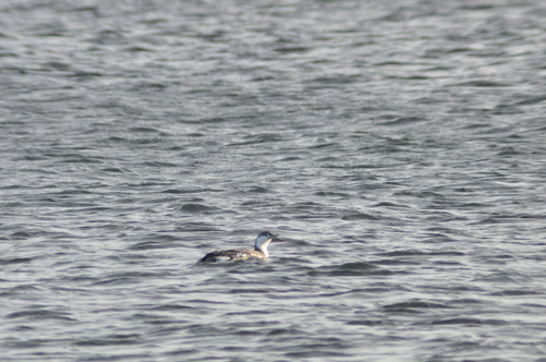 Red-throated Loon