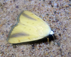 Xanthodes congenita