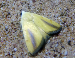 Xanthodes congenita