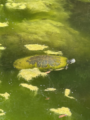 Pseudemys peninsularis