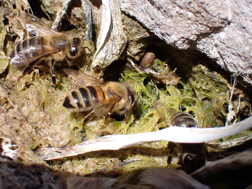 Western Honey Bee