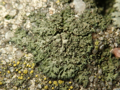 Phaeophyscia nigricans