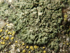 Phaeophyscia nigricans