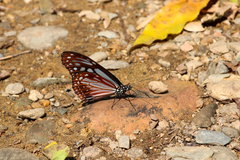 Parantica