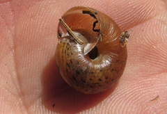 Euomphalia strigella