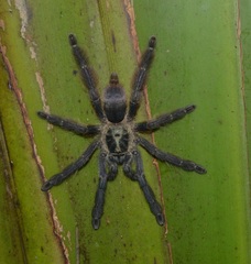 Tapinauchenius plumipes