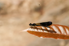 Aristocypha fenestrella