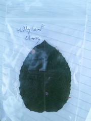 Prunus ilicifolia ilicifolia