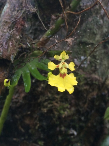 Erycina glossomystax, 2025-11-17