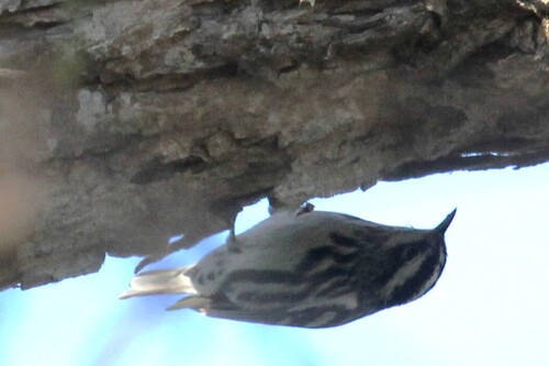 iNaturalist observation photo of Black-and-white Warbler