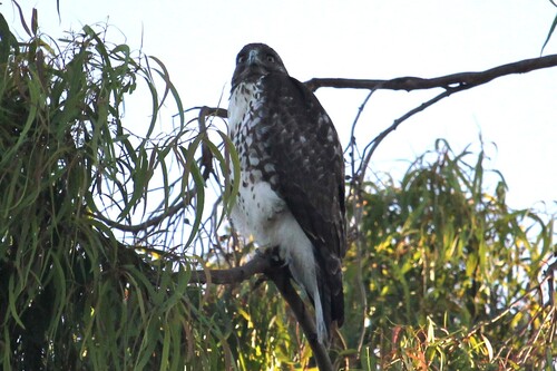 iNaturalist observation photo of Red-tailed Hawk