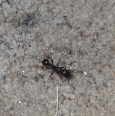 Tetramorium sericeiventre