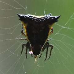 Micrathena triangularis