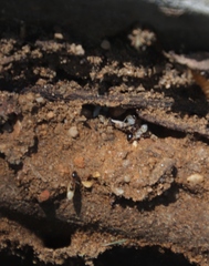 Tetramorium sericeiventre