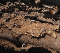 Tetramorium sericeiventre