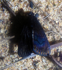 Catephia compsotrephes