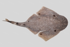 Ocellated Angelshark photo 2