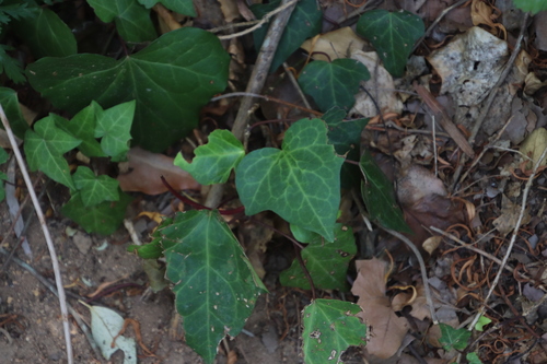 Hedera canariensis