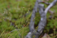 Carex heleonastes
